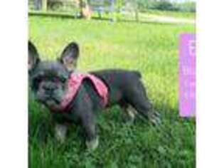 French Bulldog Puppy for sale in Galion, OH, USA