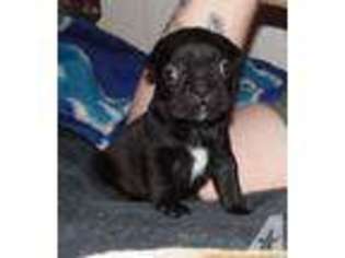 French Bulldog Puppy for sale in CINDA, KY, USA
