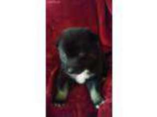 Mutt Puppy for sale in Greenbelt, MD, USA