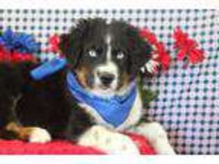 Australian Shepherd Puppy for sale in Royse City, TX, USA