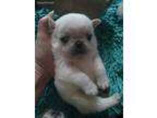 Pug Puppy for sale in Tupelo, MS, USA