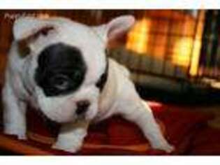 French Bulldog Puppy for sale in Montague, NJ, USA