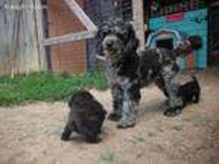 Mutt Puppy for sale in Patriot, OH, USA