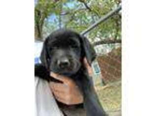 Labrador Retriever Puppy for sale in Beloit, KS, USA
