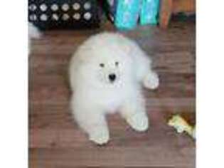 Samoyed Puppy for sale in Stanfield, NC, USA