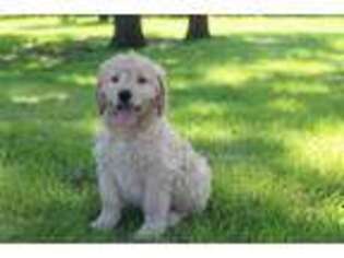 Goldendoodle Puppy for sale in Joice, IA, USA