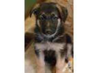 German Shepherd Dog Puppy for sale in CANON CITY, CO, USA