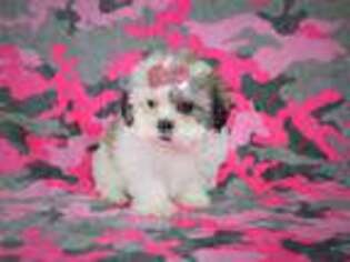 Mal-Shi Puppy for sale in Brashear, TX, USA