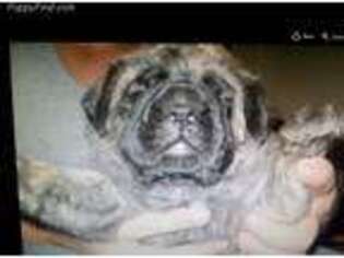 Mastiff Puppy for sale in Heflin, AL, USA