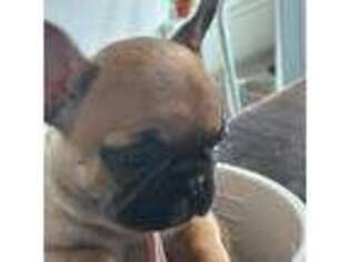 French Bulldog Puppy for sale in Richardson, TX, USA