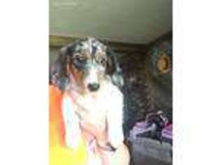 Dachshund Puppy for sale in Madrid, IA, USA
