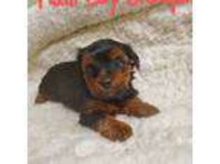 Yorkshire Terrier Puppy for sale in Keysville, VA, USA