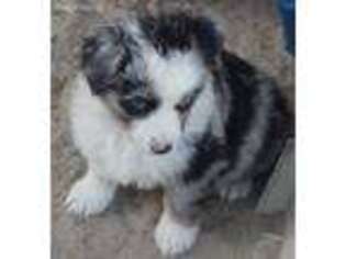 Miniature Australian Shepherd Puppy for sale in Canton, TX, USA