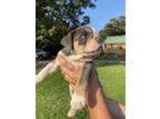 Bulldog Puppy for sale in Drumright, OK, USA