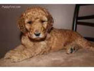 Goldendoodle Puppy for sale in Flemingsburg, KY, USA