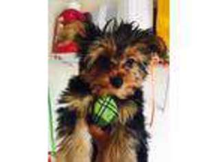 Yorkshire Terrier Puppy for sale in Soledad, CA, USA