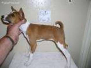 Basenji Puppy for sale in Humble, TX, USA