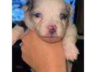 Australian Shepherd Puppy for sale in Jonesboro, TX, USA