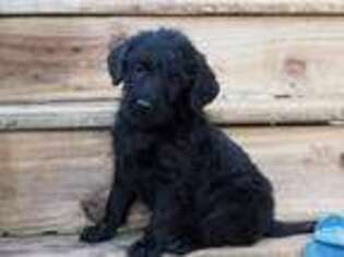 Labradoodle Puppy for sale in Rocky Mount, VA, USA