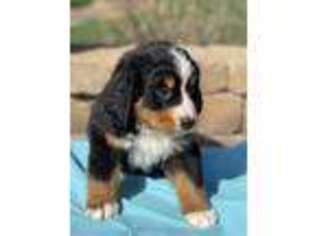 Bernese Mountain Dog Puppy for sale in Apple Creek, OH, USA