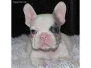 French Bulldog Puppy for sale in Pembroke Pines, FL, USA