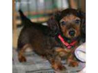 Dachshund Puppy for sale in Oakton, VA, USA