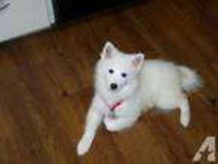 American Eskimo Dog Puppy for sale in CADILLAC, MI, USA