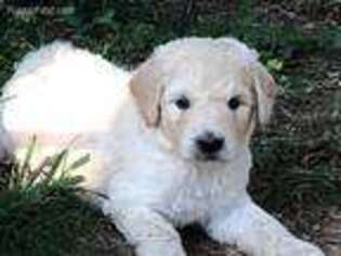 Goldendoodle Puppy for sale in Mc Caysville, GA, USA