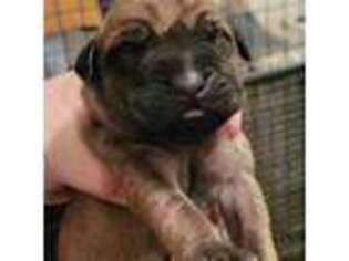 Mastiff Puppy for sale in Arma, KS, USA