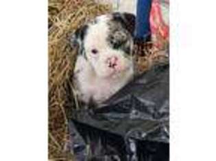 Bulldog Puppy for sale in Marion, IN, USA