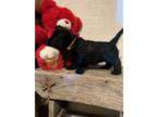 Scottish Terrier Puppy for sale in Lebanon, MO, USA