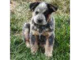Australian Cattle Dog Puppy for sale in Cora, WY, USA