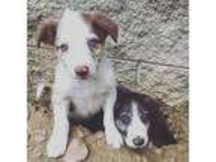 Border Collie Puppy for sale in Morehead, KY, USA