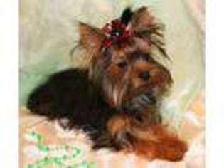 Yorkshire Terrier Puppy for sale in SAN ANTONIO, TX, USA