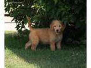 Goldendoodle Puppy for sale in Nunn, CO, USA