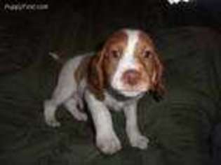 Brittany Puppy for sale in Eden, WI, USA