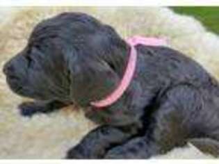 Labradoodle Puppy for sale in Oriskany, NY, USA