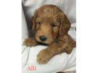 Goldendoodle Puppy for sale in Mount Upton, NY, USA