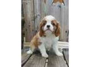 Cavalier King Charles Spaniel Puppy for sale in Inola, OK, USA