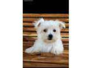 Maltese Puppy for sale in Center Ridge, AR, USA