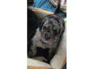 Mutt Puppy for sale in Campbellsville, KY, USA