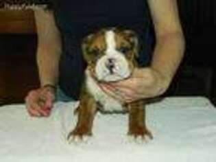 Bulldog Puppy for sale in Cannon Falls, MN, USA