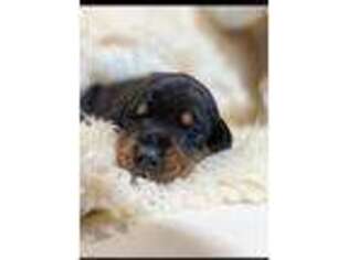 Doberman Pinscher Puppy for sale in Gresham, OR, USA