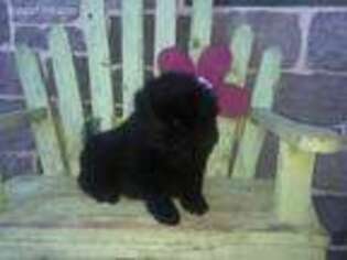 Chow Chow Puppy for sale in Millmont, PA, USA