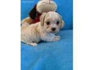 Cavachon Puppy for sale in Wellington, CO, USA