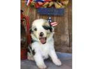 Miniature Australian Shepherd Puppy for sale in Peace Valley, MO, USA