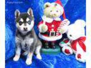 Alaskan Klee Kai Puppy for sale in Norwood, MO, USA