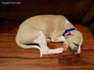 Whippet Puppy for sale in Rowlett, TX, USA