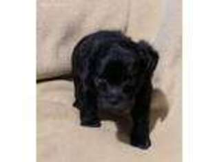 Schnoodle (Standard) Puppy for sale in Canaseraga, NY, USA