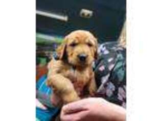 Golden Retriever Puppy for sale in Chatfield, MN, USA
